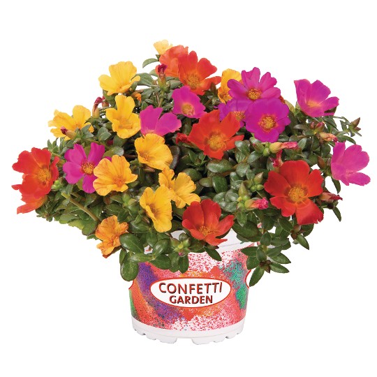 Confetti Garden® Cupcake Party