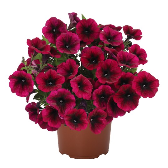 Sweetunia Purple Gem (Intrinsa)