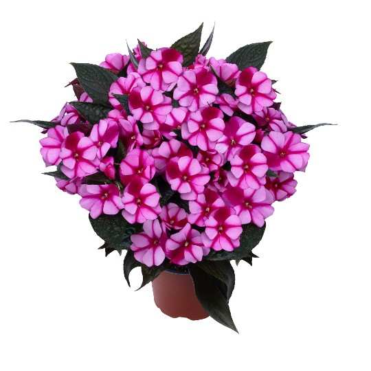 Petticoat® Purple Star