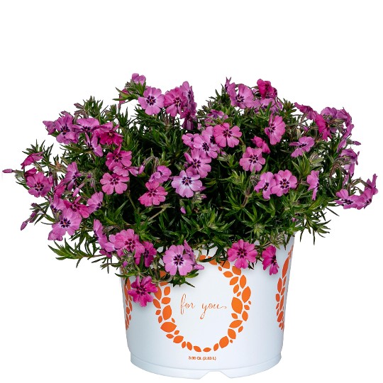 Spring® Late Pink