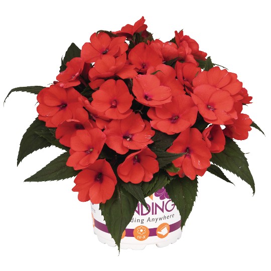 SunStanding® Apollo Orange