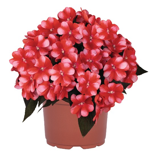 Petticoat® Cherry Star 2302