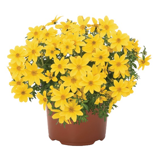 Bidy® Boom Yellow Big