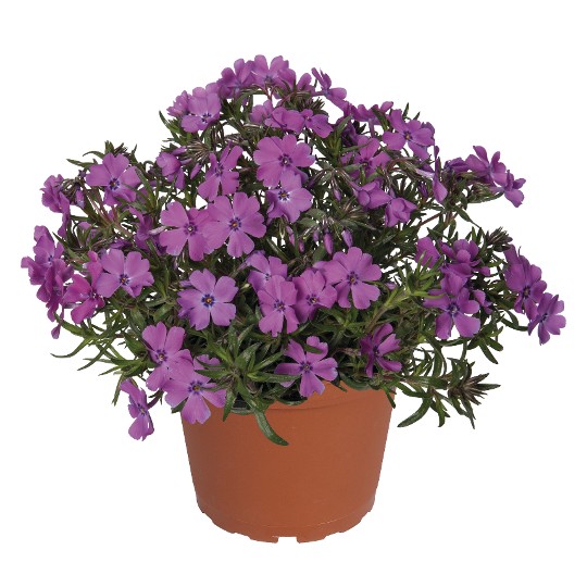 Spring® Purple
