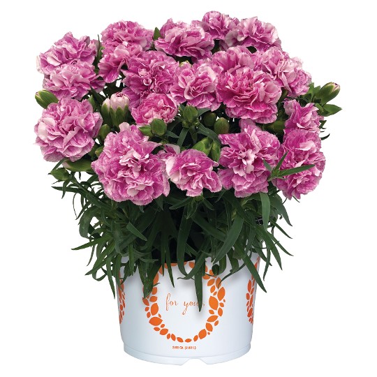 Oriental Fancy Violet