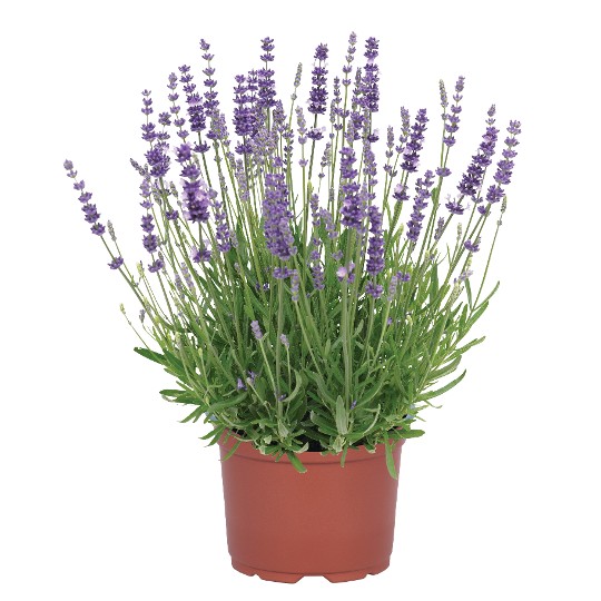 La Diva Aura Purple