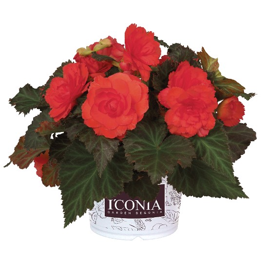 I'CONIA® Portofino Hot Coral
