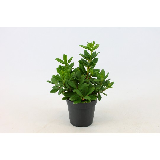Peperomia Mojo