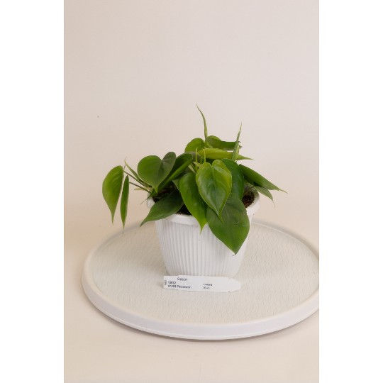 Philodendron Cordatum