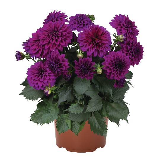 Hypnotica® Purple