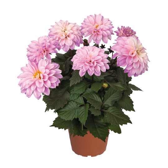 Temptation Pink Bicolor