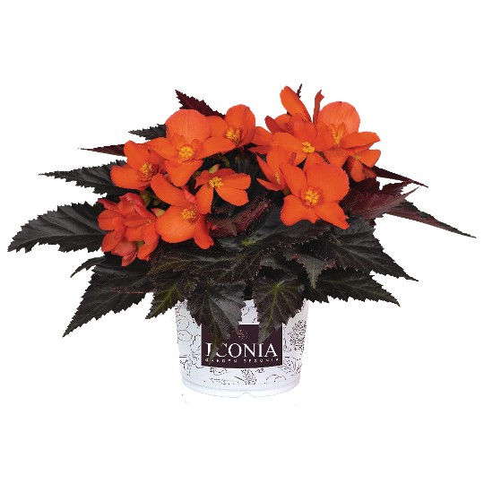 I'CONIA® Upright Fire