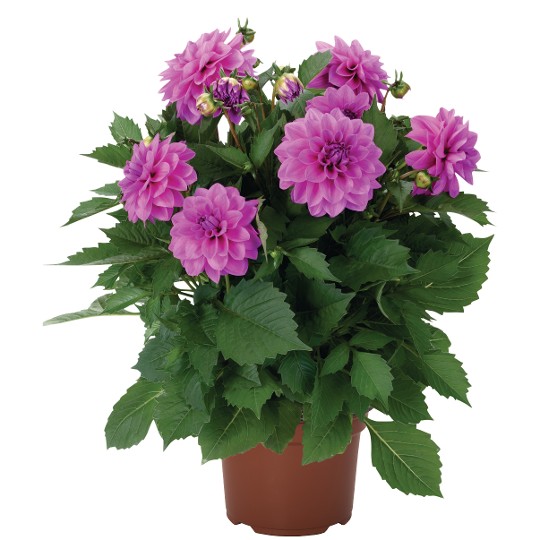 Hypnotica® Lavender