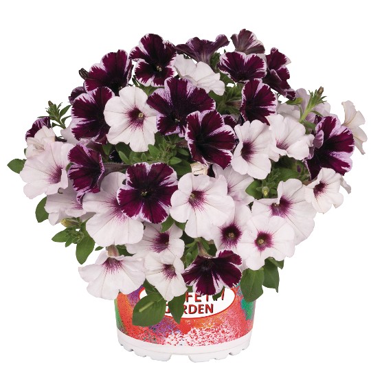 Confetti Garden® Marvelous Orchid