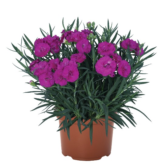 Paddock Violet
