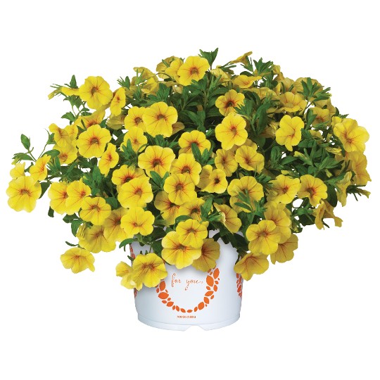Aloha Kona Yellow 91