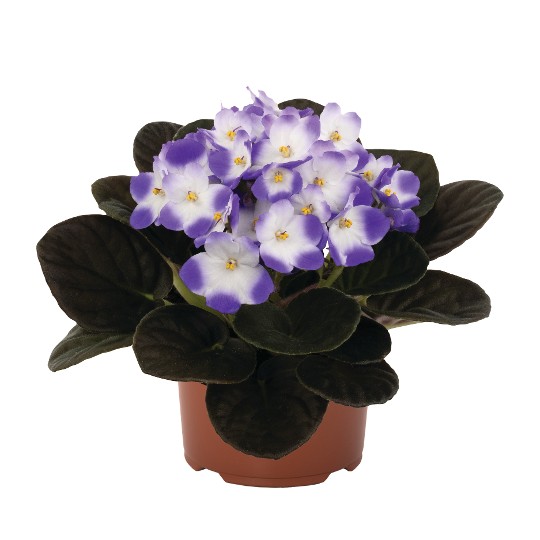 Maxi Catherina