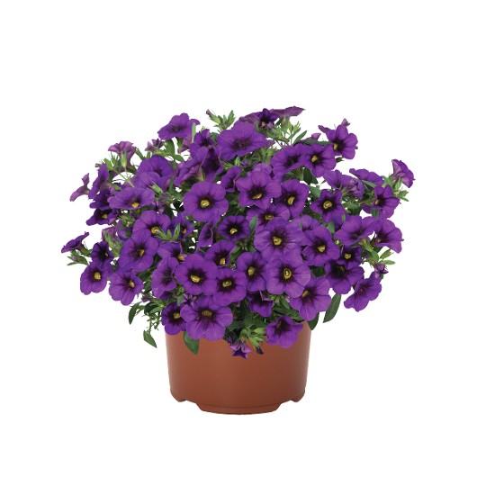 Aloha Kona Dark Lavender 2025