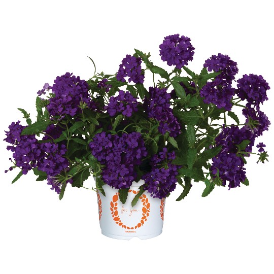Empress® Flair Cobalt Blue