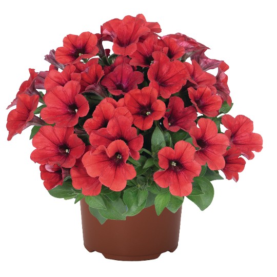 Sweetunia® Red (Intrinsa)
