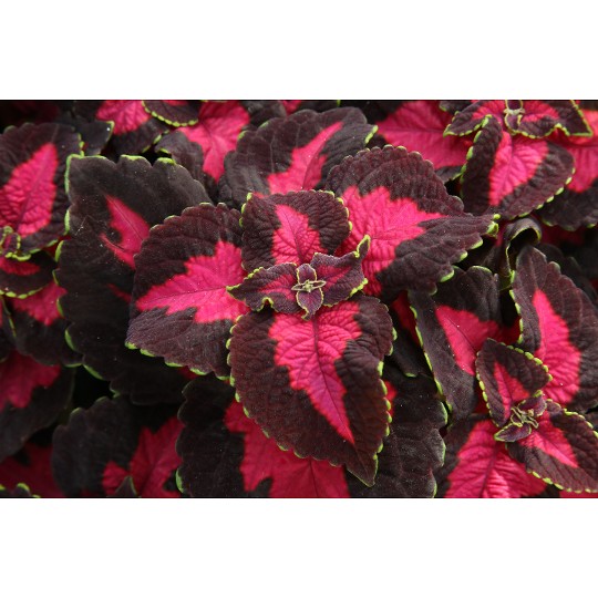 Stained Glassworks® Flashbulb