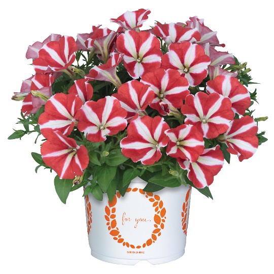 Peppy® Red 94 (Intrinsa)