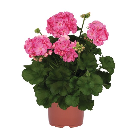 Survivor Idols® Pink 30