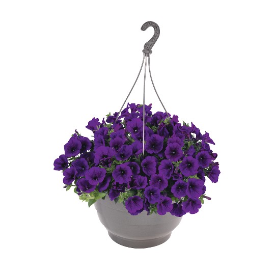Surprise® Cobalt Blue 2025