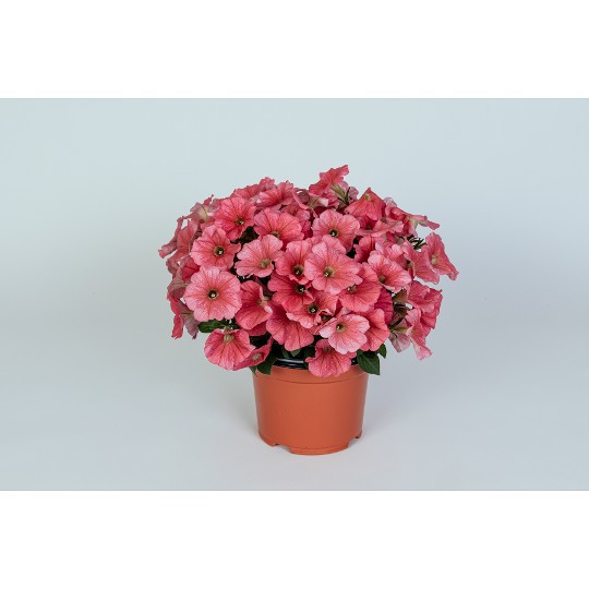 Potunia® + Coral 2024 (Intrinsa)