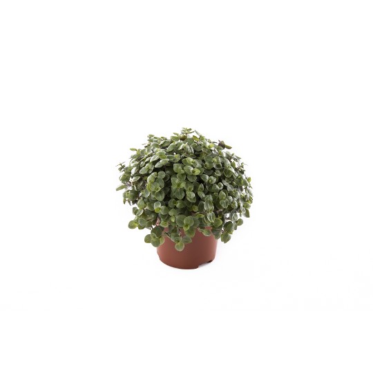Tradescantia Tortuga