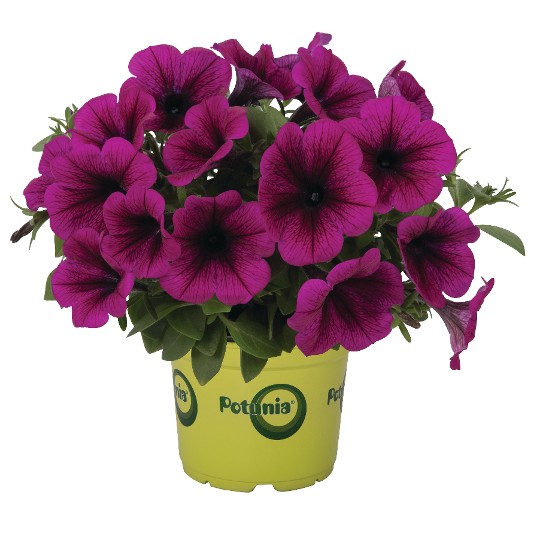 Potunia® Purple