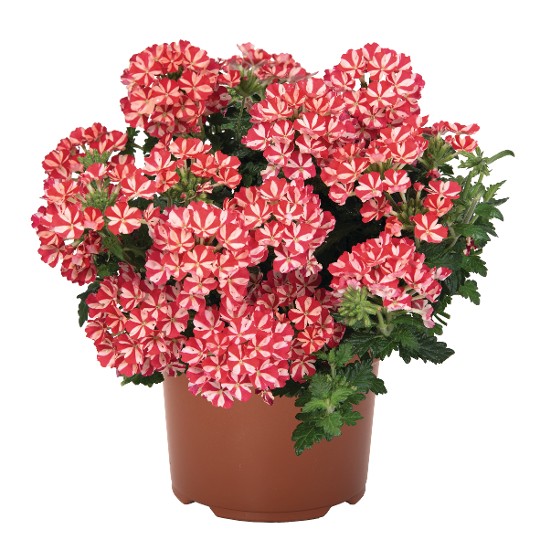 Empress® Flair Red Star