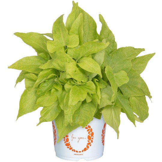 FloraMia Limon Wedge