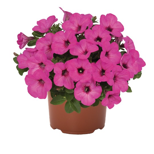 Surprise® Pinkalicious