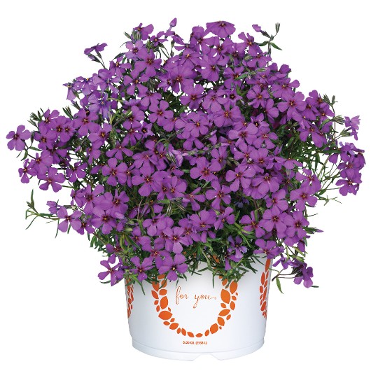 Spring® Late Amber