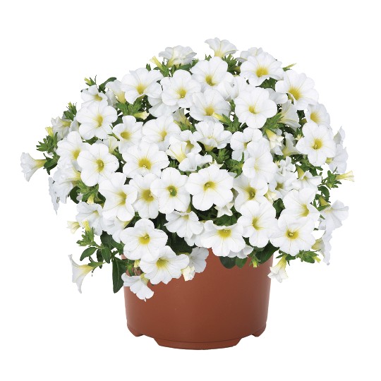 Aloha Kona White