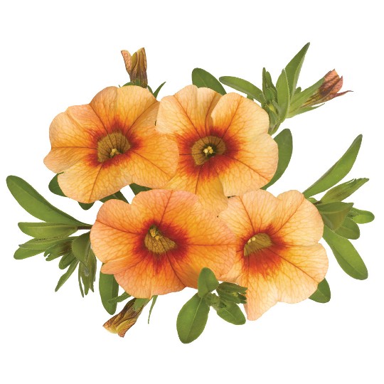Aloha Tiki Orange