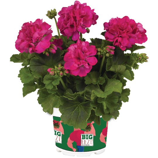 Big EEZE Fuchsia Blue