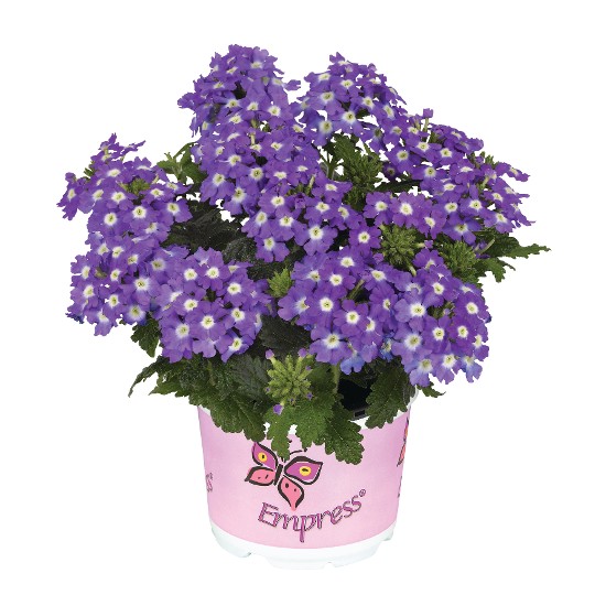 Empress® Flair Amethyst Charme 2025