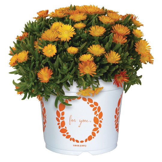 Solstice Orange