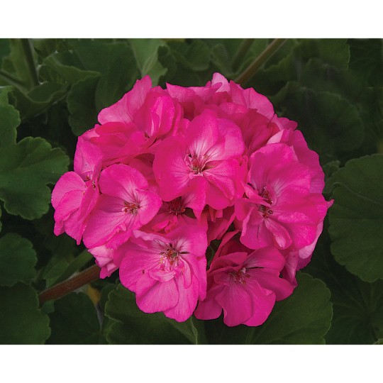 Patriot Rose Pink