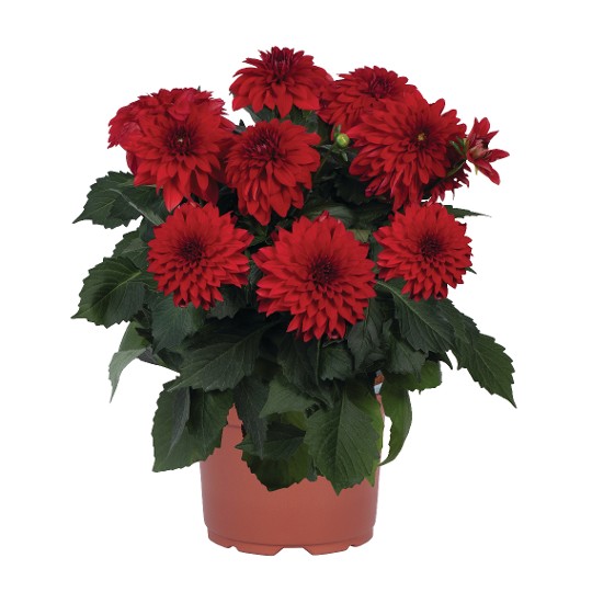 Hypnotica® Red 241