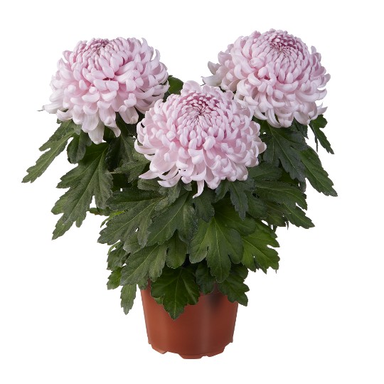 Cosmo Pink