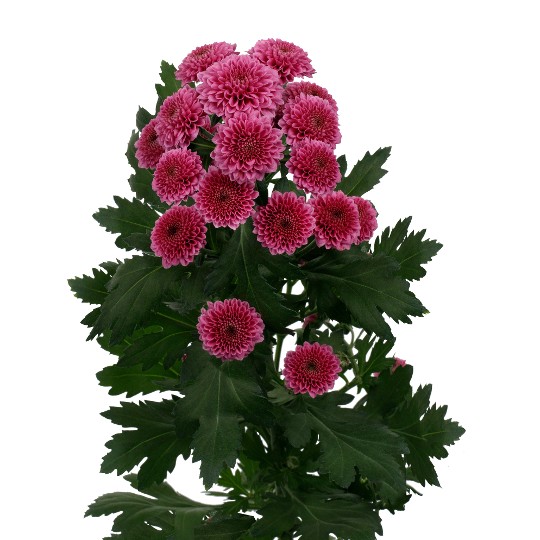Kismo Pink