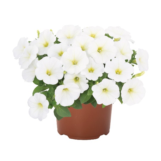 Potunia® White