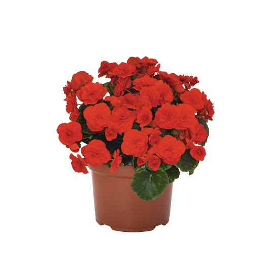 Rhine Valentine Red