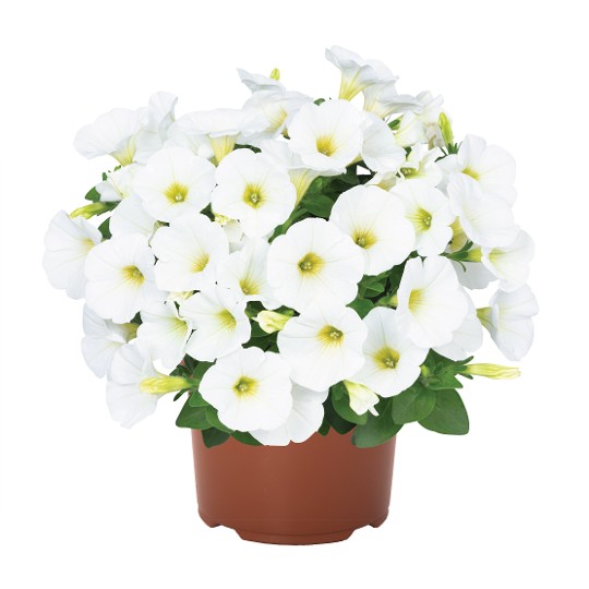 Potunia® + White 2024 (Intrinsa)