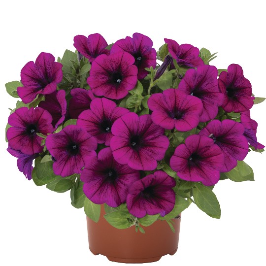 Potunia® Purple 2027