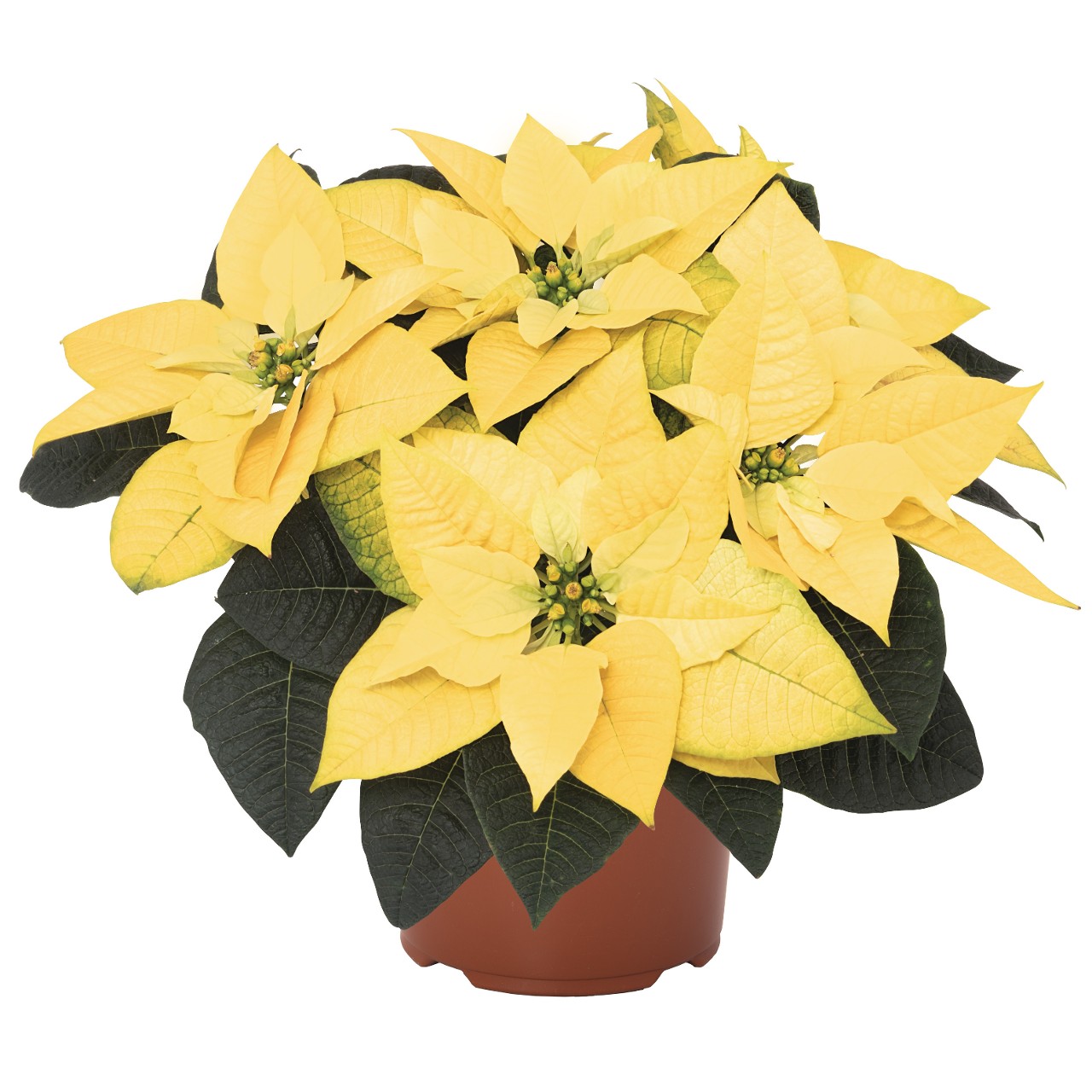 金光- Products - Dümmen Orange