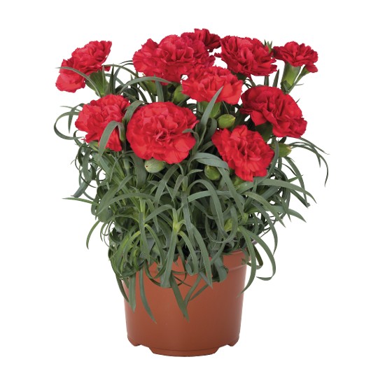 Menorca Red